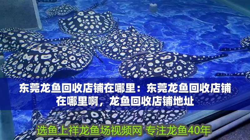 東莞龍魚回收店鋪在哪里：東莞龍魚回收店鋪在哪里啊，龍魚回收店鋪地址