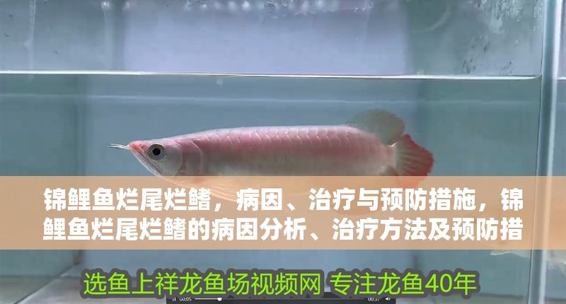錦鯉魚爛尾爛鰭，病因、治療與預防措施，錦鯉魚爛尾爛鰭的病因分析、治療方法及預防措施