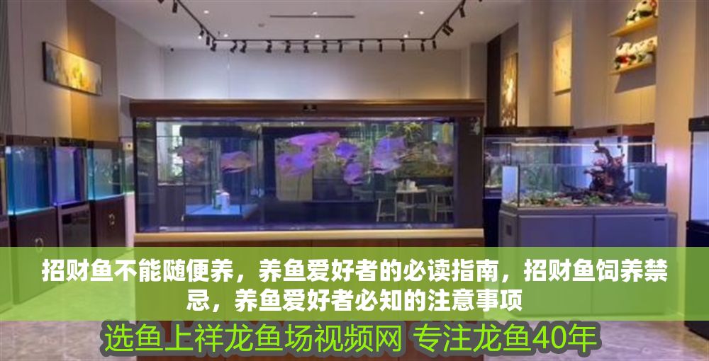 招財(cái)魚不能隨便養(yǎng)，養(yǎng)魚愛好者的必讀指南，招財(cái)魚飼養(yǎng)禁忌，養(yǎng)魚愛好者必知的注意事項(xiàng)