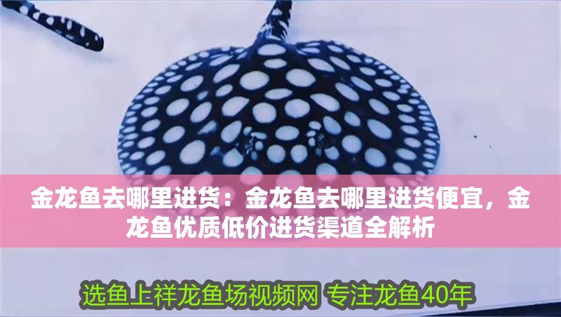 金龍魚去哪里進貨：金龍魚去哪里進貨便宜，金龍魚優質低價進貨渠道全解析