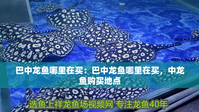 巴中龍魚哪里在買：巴中龍魚哪里在買，中龍魚購買地點