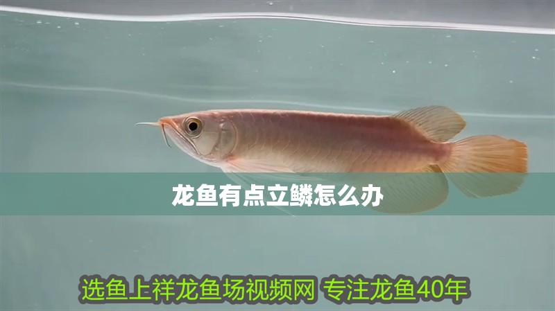 龍魚有點立鱗怎么辦