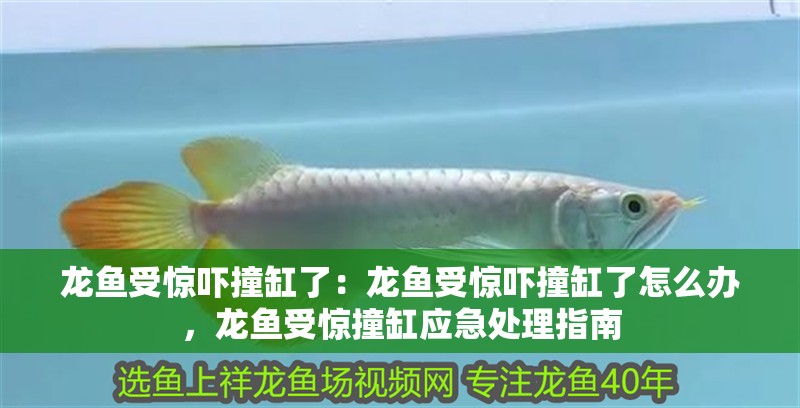 龍魚受驚嚇撞缸了：龍魚受驚嚇撞缸了怎么辦，龍魚受驚撞缸應急處理指南