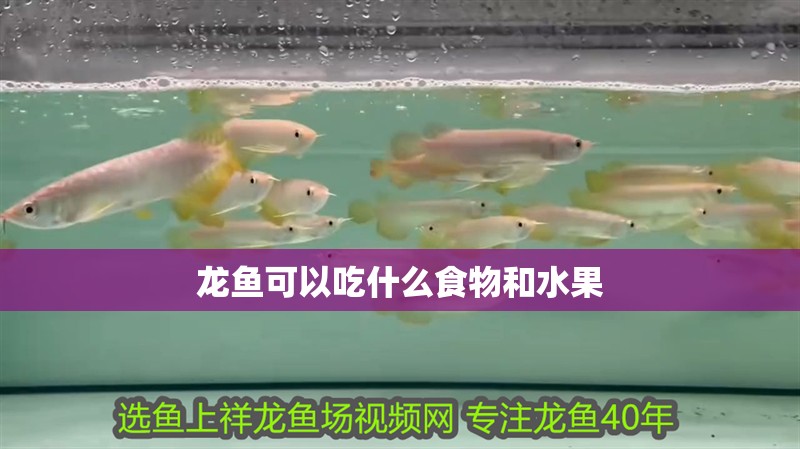 龍魚可以吃什么食物和水果