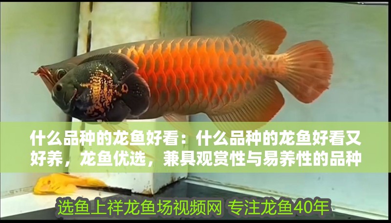 什么品種的龍魚好看：什么品種的龍魚好看又好養(yǎng)，龍魚優(yōu)選，兼具觀賞性與易養(yǎng)性的品種推薦