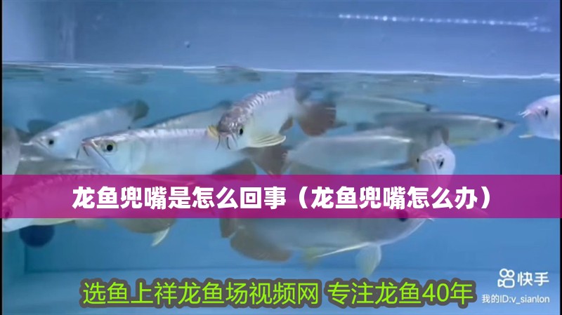 龍魚兜嘴是怎么回事（龍魚兜嘴怎么辦）