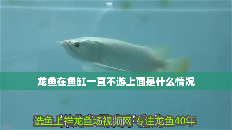 龍魚在魚缸一直不游上面是什么情況
