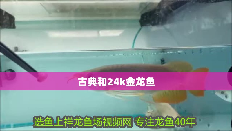 古典和24k金龍魚