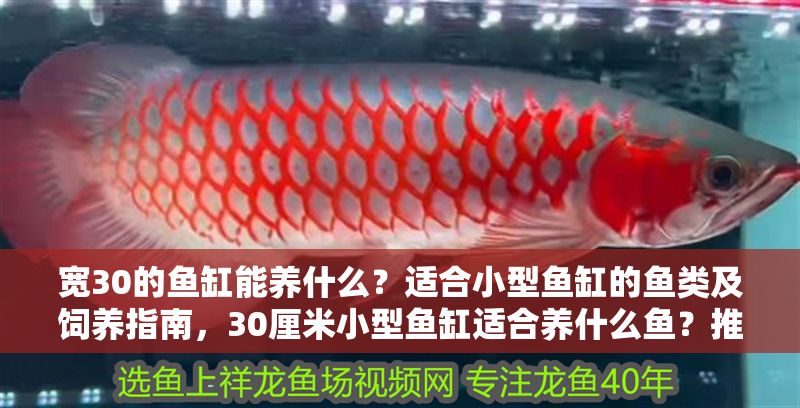 寬30的魚缸能養什么？適合小型魚缸的魚類及飼養指南，30厘米小型魚缸適合養什么魚？推薦品種及飼養要點
