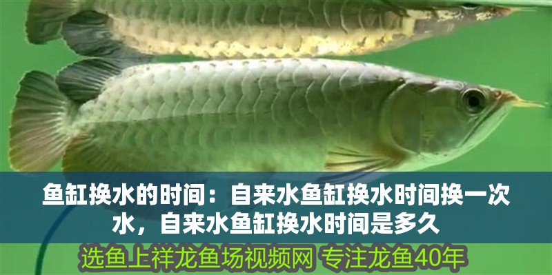 魚缸換水的時間：自來水魚缸換水時間換一次水，自來水魚缸換水時間是多久
