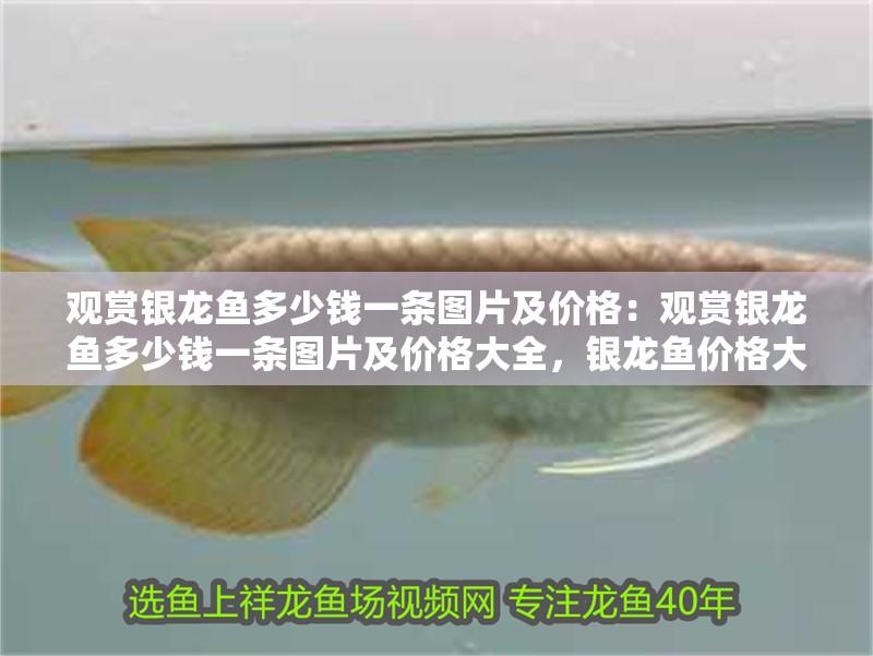 觀賞銀龍魚多少錢一條圖片及價格：觀賞銀龍魚多少錢一條圖片及價格大全，銀龍魚價格大全，高清圖片與
