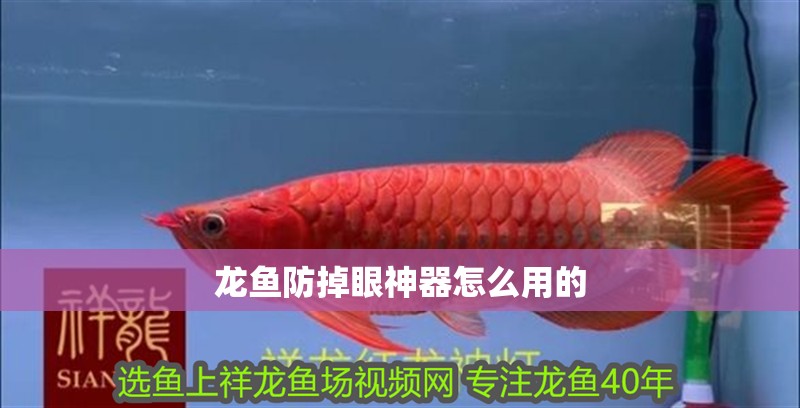 龍魚防掉眼神器怎么用的