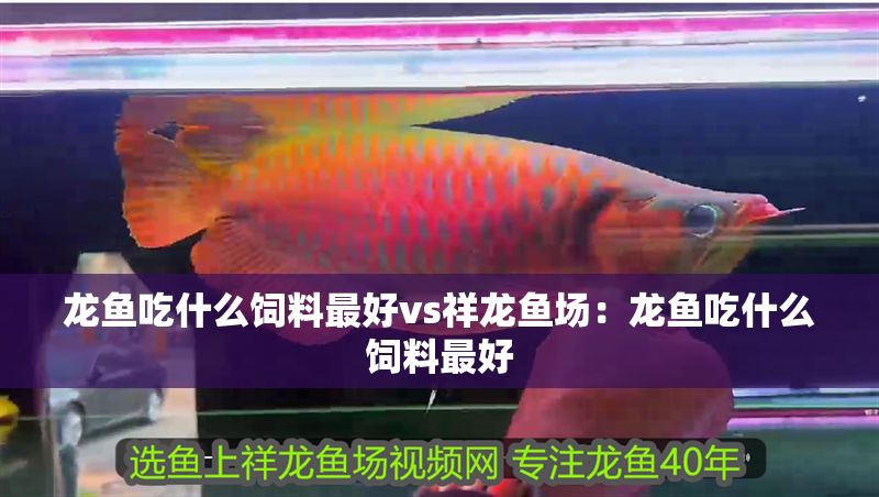 龍魚吃什么飼料最好vs祥龍魚場：龍魚吃什么飼料最好