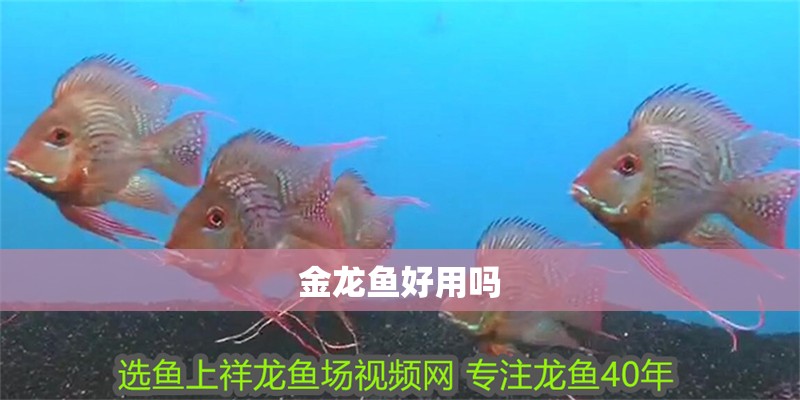 金龍魚好用嗎