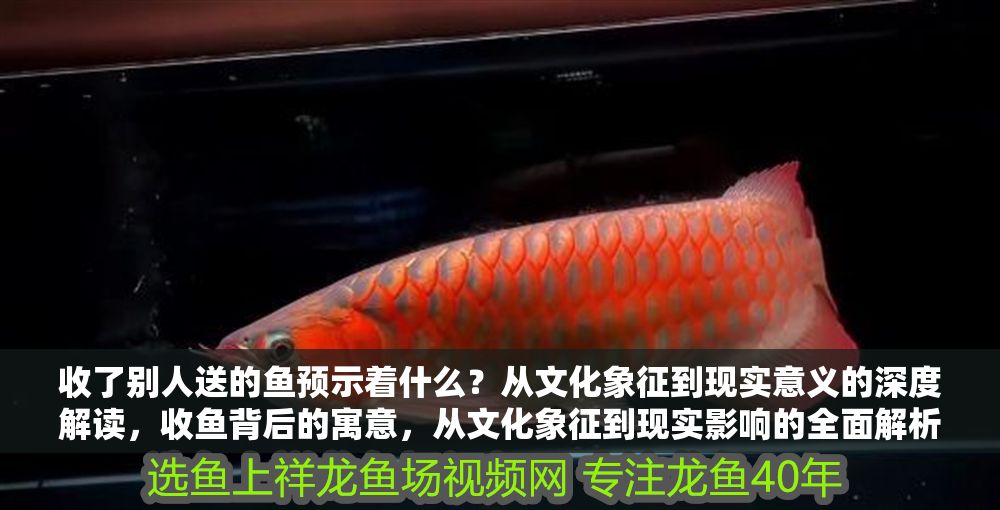 收了別人送的魚預示著什么？從文化象征到現實意義的深度解讀，收魚背后的寓意，從文化象征到現實影響的全面解析