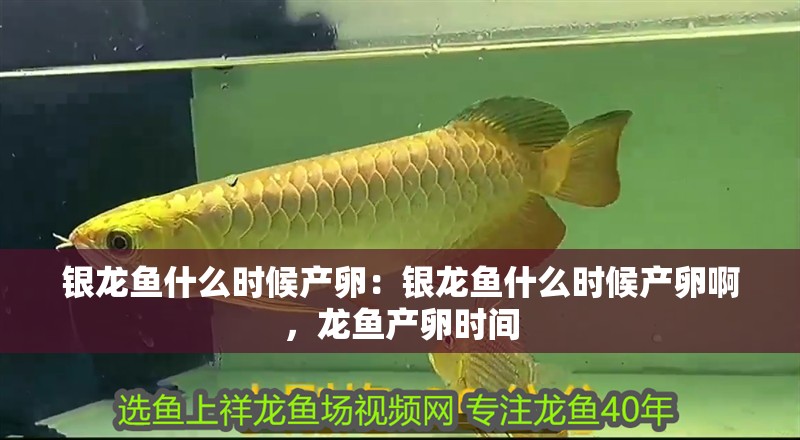 銀龍魚什么時候產卵：銀龍魚什么時候產卵啊，龍魚產卵時間