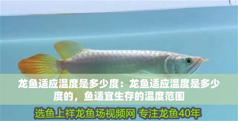 龍魚適應溫度是多少度：龍魚適應溫度是多少度的，魚適宜生存的溫度范圍
