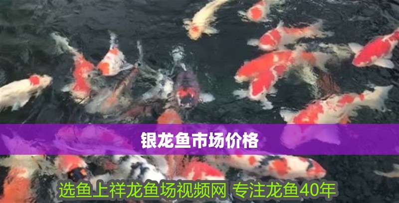 銀龍魚市場價格