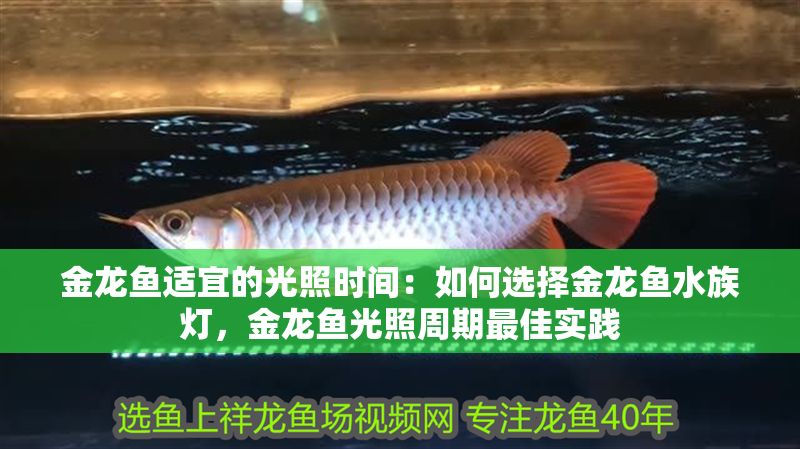 金龍魚(yú)適宜的光照時(shí)間：如何選擇金龍魚(yú)水族燈，金龍魚(yú)光照周期最佳實(shí)踐