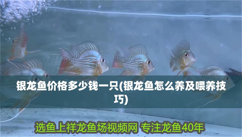 魚缸用增氧泵價格是多少:魚缸增氧機-xtrac增氧機-xtrac增氧機 銀龍魚價格多少錢一只(銀龍魚怎么養及喂養技巧) 銀龍魚百科 銀龍魚價格多少錢一只(銀龍魚怎么養及喂養技巧) 銀龍魚價格多少錢一只(銀龍魚怎么養及喂養技巧) 銀龍魚百科