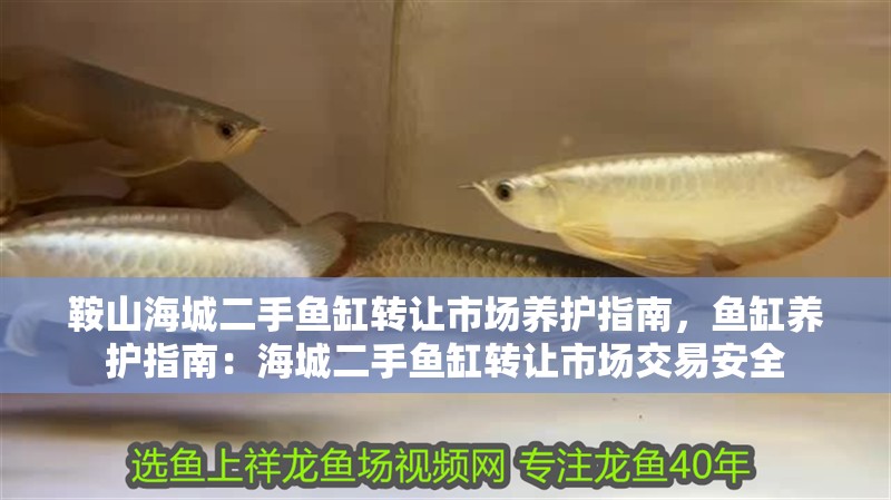 鞍山海城二手魚缸轉讓市場養護指南，魚缸養護指南：海城二手魚缸轉讓市場交易安全