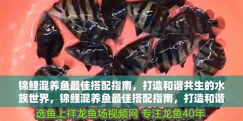 錦鯉混養(yǎng)魚最佳搭配指南，打造和諧共生的水族世界，錦鯉混養(yǎng)魚最佳搭配指南，打造和諧共生的水族世界