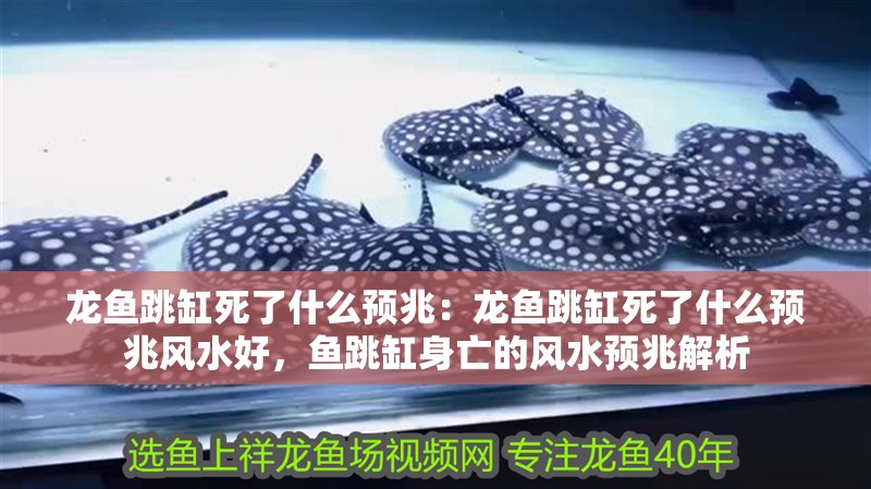 龍魚跳缸死了什么預兆：龍魚跳缸死了什么預兆風水好，魚跳缸身亡的風水預兆解析