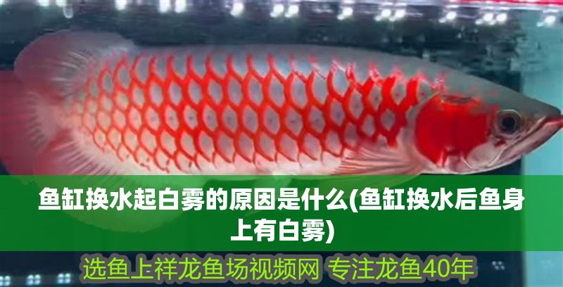 魚缸換水起白霧的原因是什么(魚缸換水后魚身上有白霧)