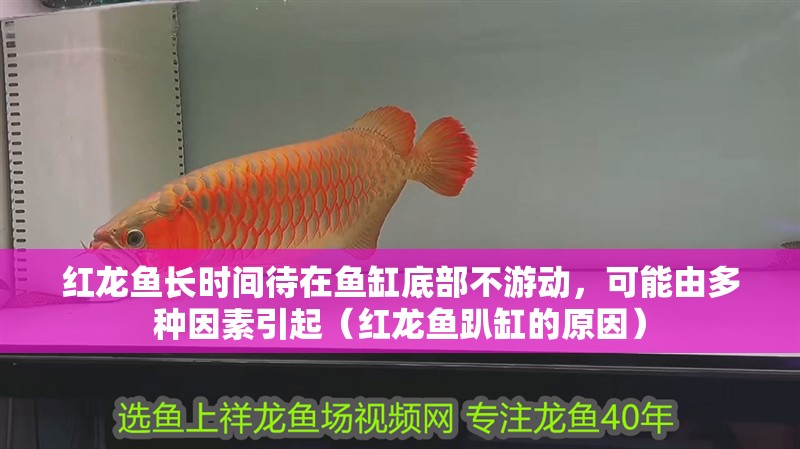 紅龍魚長時間待在魚缸底部不游動，可能由多種因素引起（紅龍魚趴缸的原因）