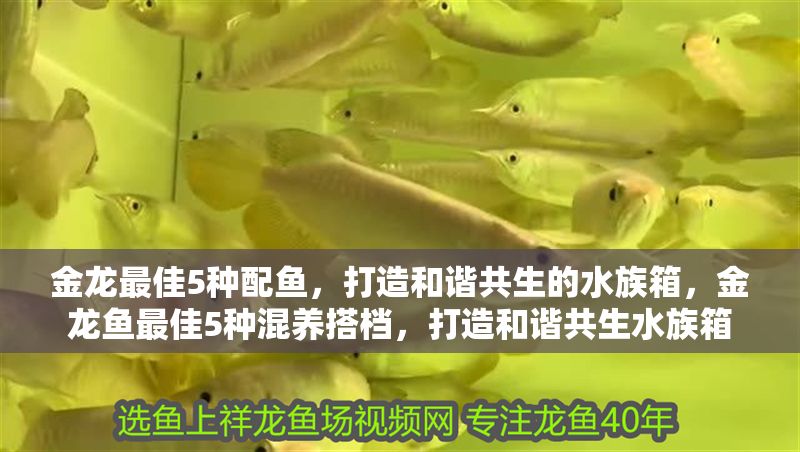金龍最佳5種配魚，打造和諧共生的水族箱，金龍魚最佳5種混養(yǎng)搭檔，打造和諧共生水族箱
