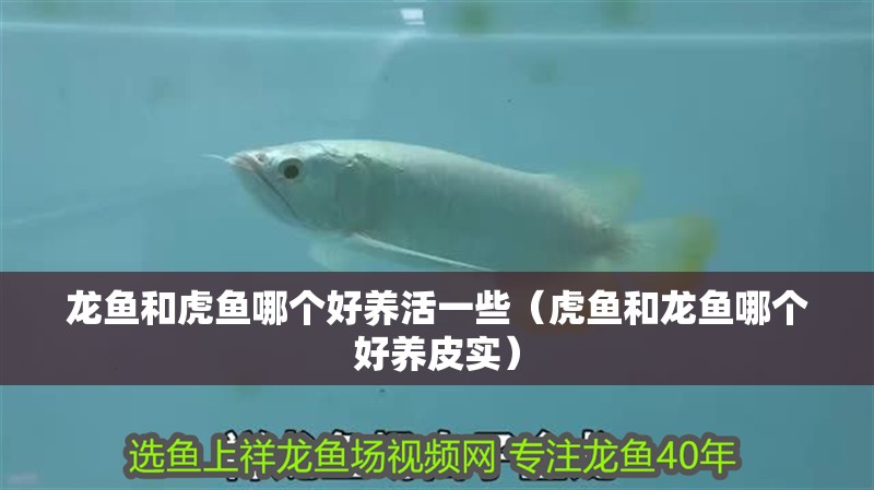 龍魚和虎魚哪個好養(yǎng)活一些（虎魚和龍魚哪個好養(yǎng)皮實）