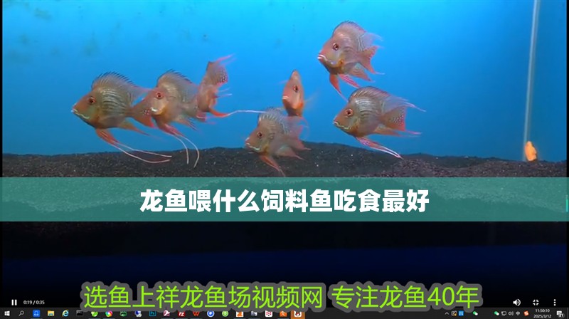 龍魚喂什么飼料魚吃食最好