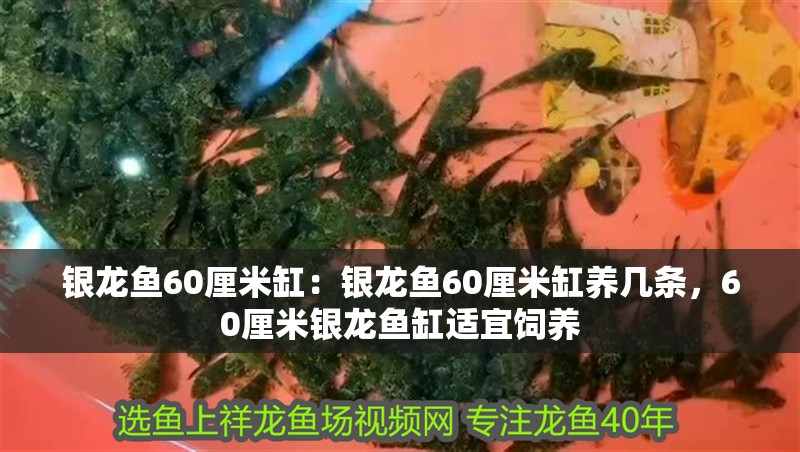 銀龍魚60厘米缸：銀龍魚60厘米缸養(yǎng)幾條，60厘米銀龍魚缸適宜飼養(yǎng)