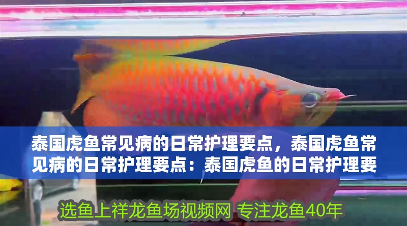 泰國虎魚常見病的日常護理要點，泰國虎魚常見病的日常護理要點：泰國虎魚的日常護理要點