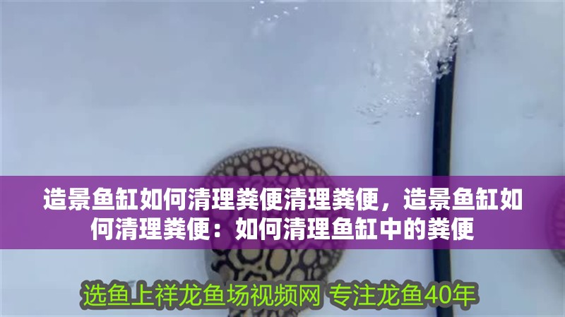 造景魚缸如何清理糞便清理糞便，造景魚缸如何清理糞便：如何清理魚缸中的糞便