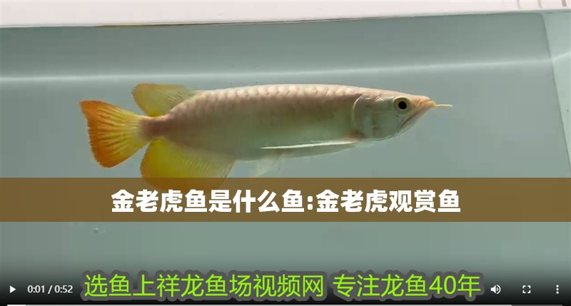 金老虎魚是什么魚:金老虎觀賞魚