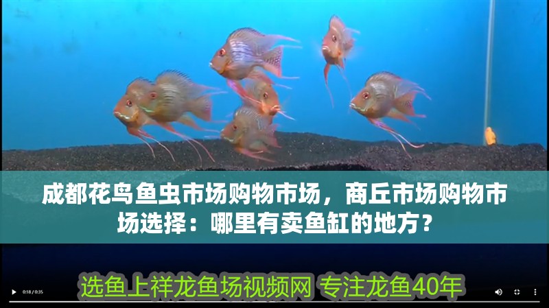 成都花鳥魚蟲市場購物市場，商丘市場購物市場選擇：哪里有賣魚缸的地方？