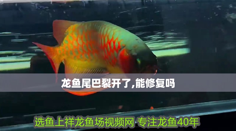 龍魚尾巴裂開了,能修復嗎