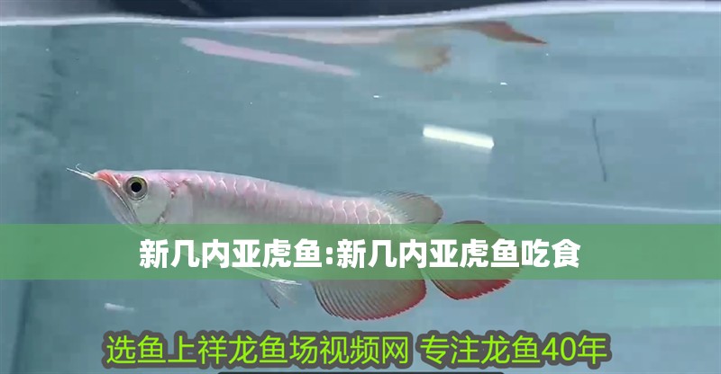 新幾內亞虎魚:新幾內亞虎魚吃食