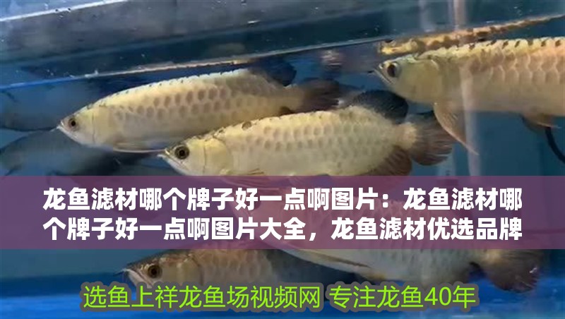 龍魚濾材哪個牌子好一點啊圖片：龍魚濾材哪個牌子好一點啊圖片大全，龍魚濾材優選品牌推薦及圖片