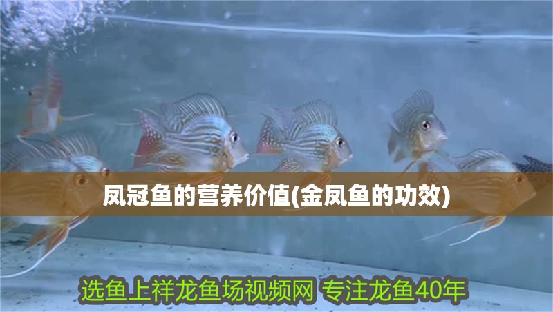 鳳冠魚的營養價值(金鳳魚的功效) 鳳冠魚的營養價值(金鳳魚的功效) 虎魚百科