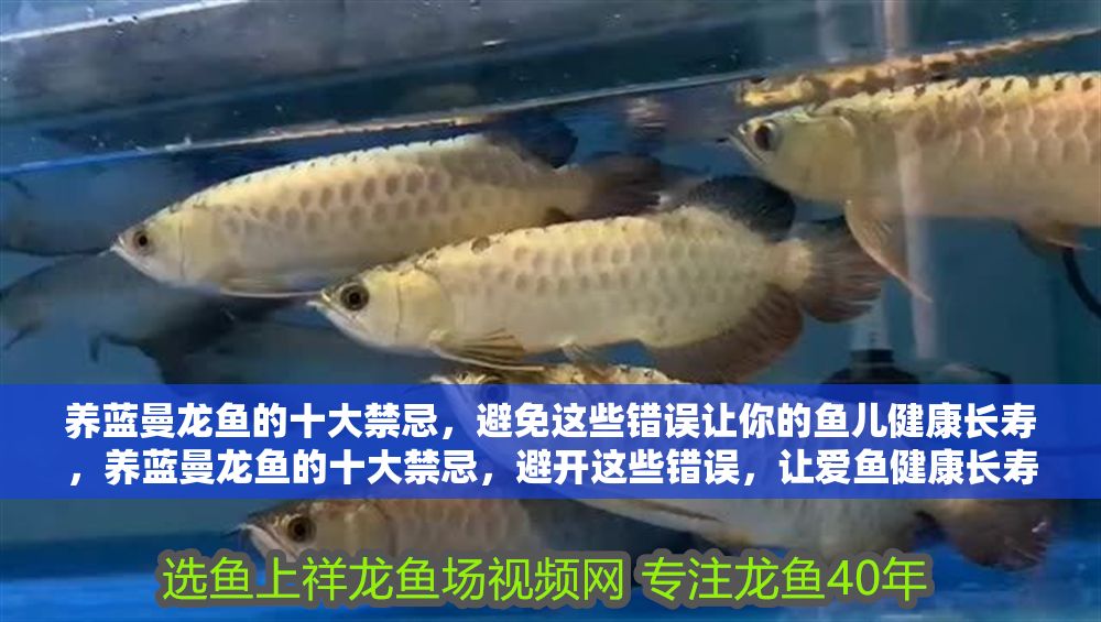 養(yǎng)藍(lán)曼龍魚的十大禁忌，避免這些錯(cuò)誤讓你的魚兒健康長壽，養(yǎng)藍(lán)曼龍魚的十大禁忌，避開這些錯(cuò)誤，讓愛魚健康長壽