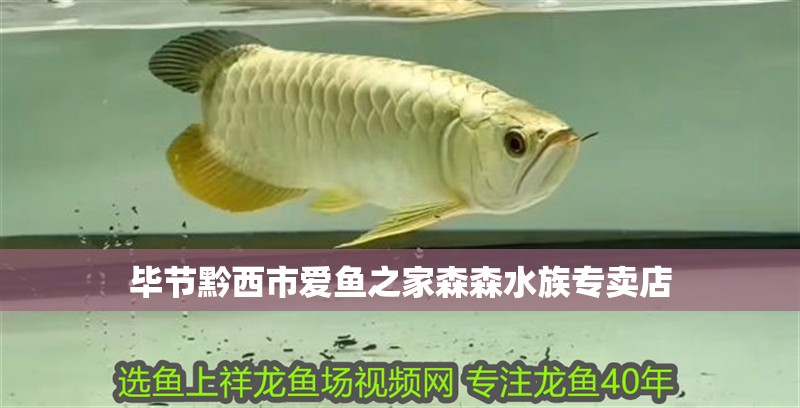 畢節黔西市愛魚之家森森水族專賣店 畢節黔西市愛魚之家森森水族專賣店 全國水族館企業名錄