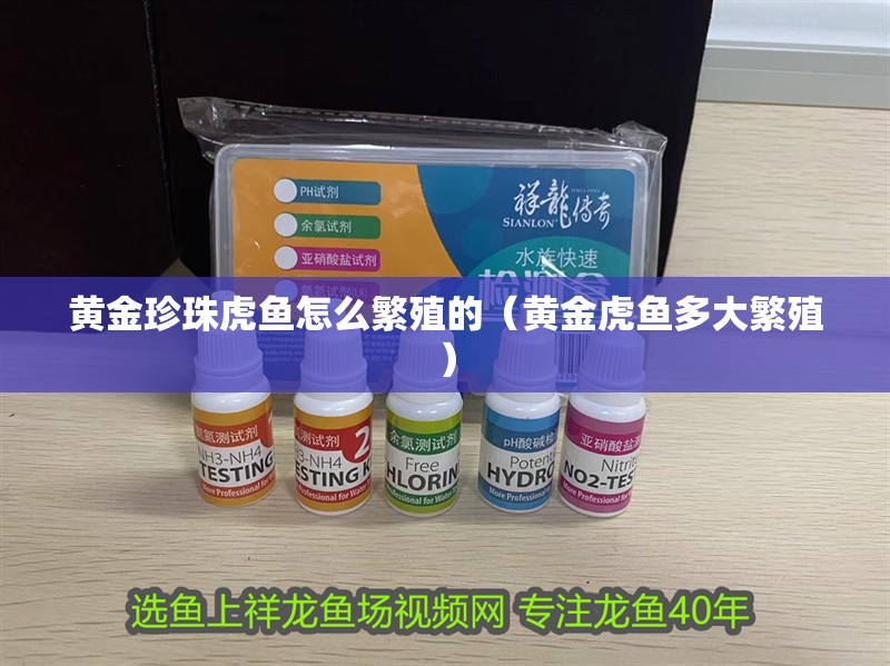 黃金珍珠虎魚怎么繁殖的（黃金虎魚多大繁殖）