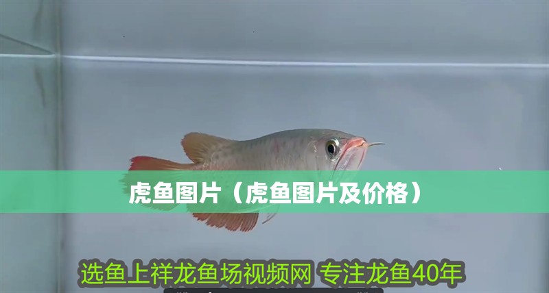 虎魚圖片（虎魚圖片及價格）