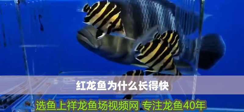 紅龍魚為什么長得快