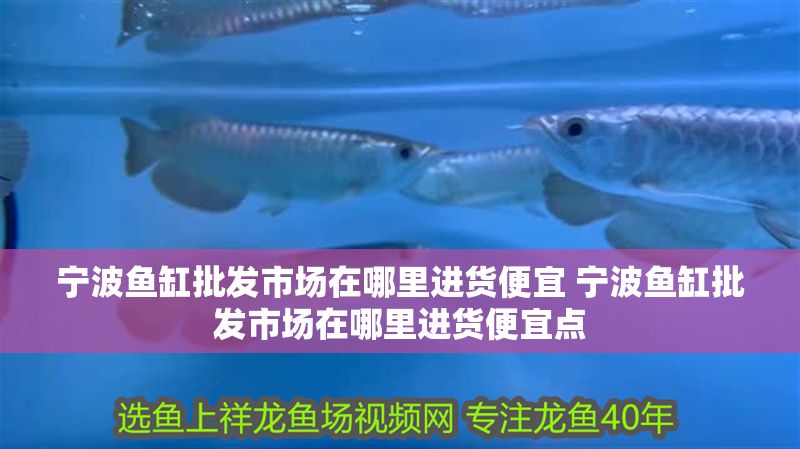 寧波魚缸批發市場在哪里進貨便宜 寧波魚缸批發市場在哪里進貨便宜點