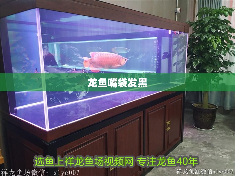 龍魚嘴袋發(fā)黑 龍魚嘴袋發(fā)黑 龍魚百科 第2張