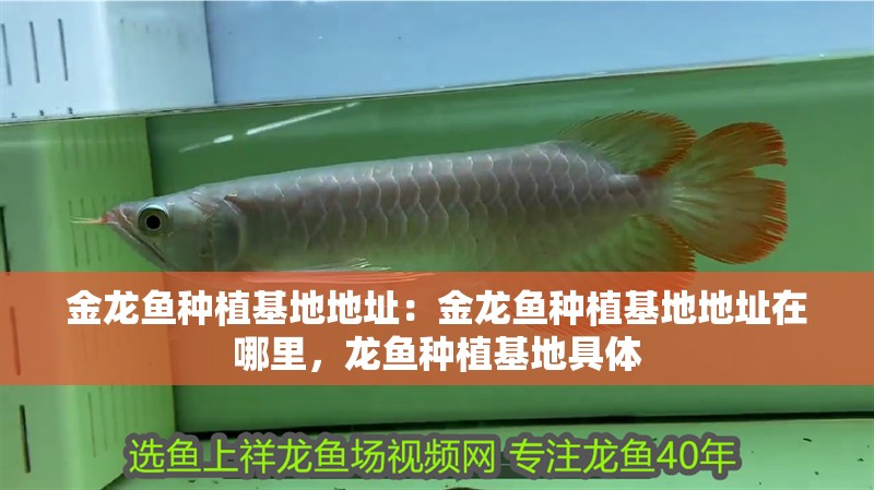 金龍魚種植基地地址：金龍魚種植基地地址在哪里，龍魚種植基地具體