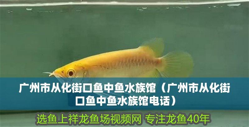 廣州市從化街口魚中魚水族館（廣州市從化街口魚中魚水族館電話）